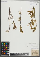 Foto von Salix alba L. x Salix fragilis L.